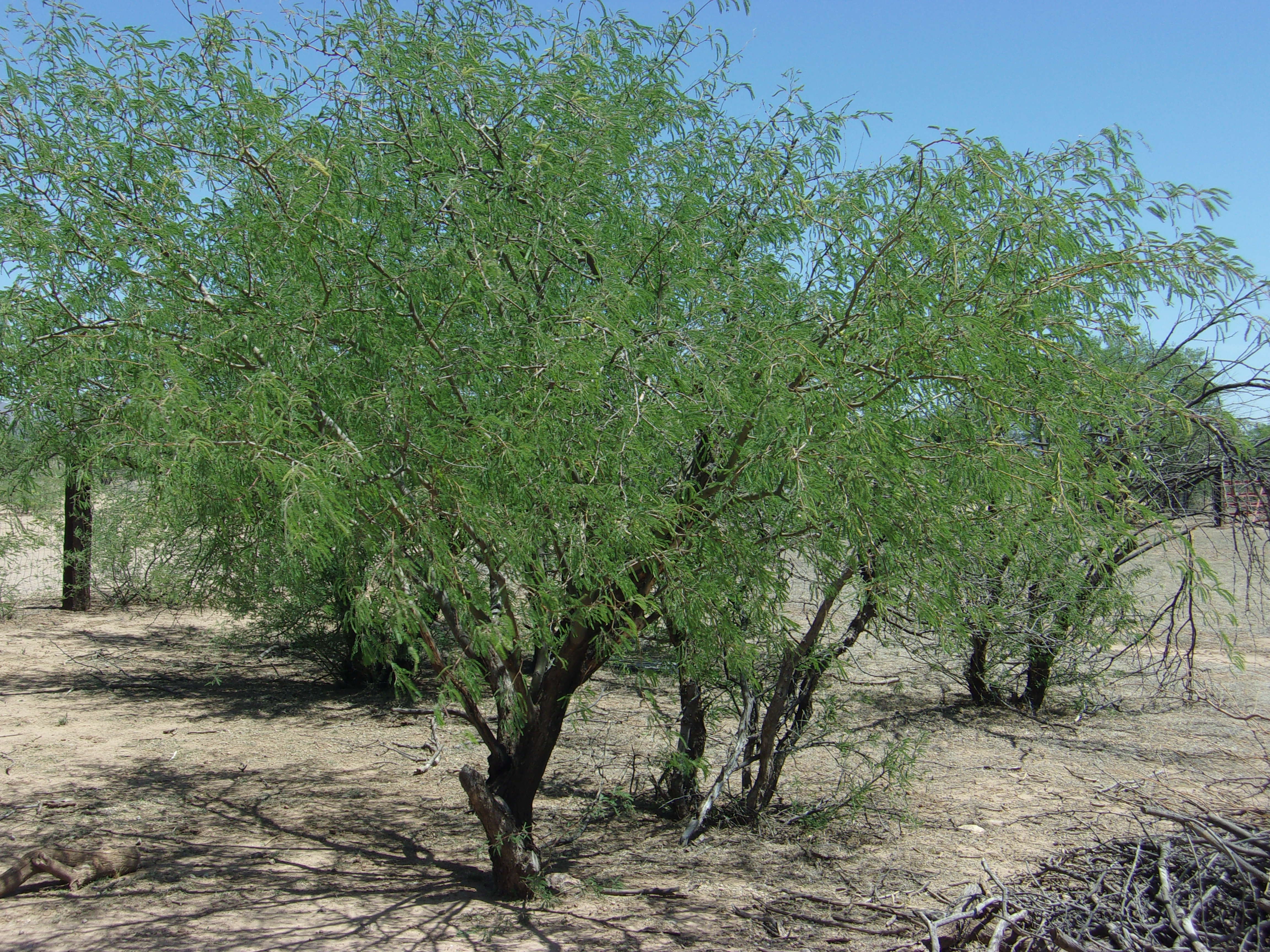 mesquite trees mesquite trees