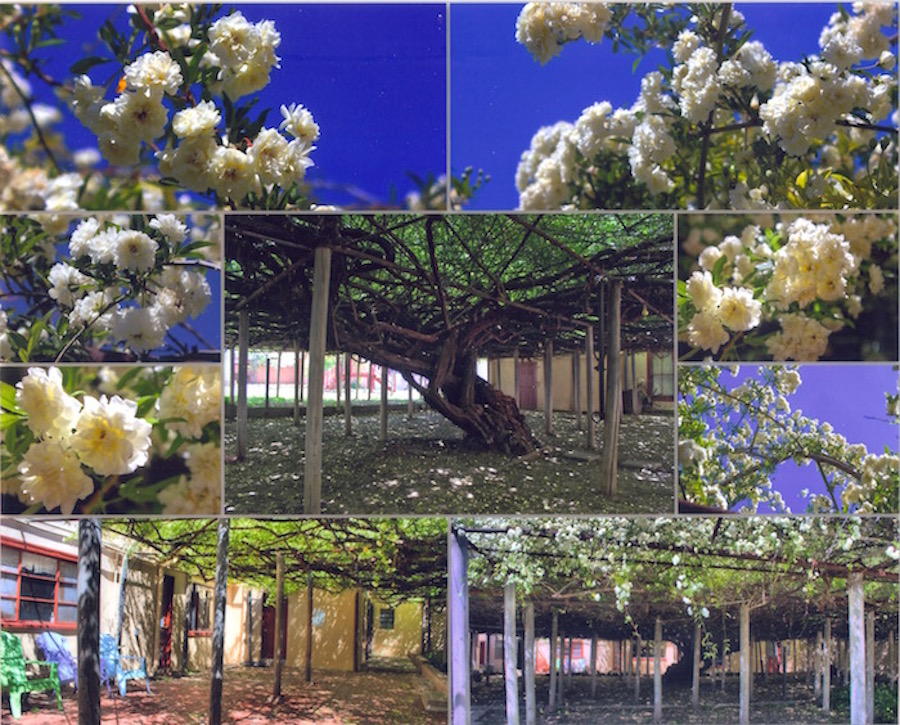 Rose Tree Collage by Rose Tree Museum Rose Tree Collage by Rose Tree Museum